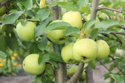 Один кусочек яблока перед приемом пищи способствует снижению веса - ufacitynews.ru - штат Пенсильвания - Филадельфия