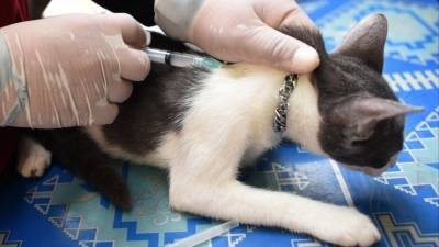 У россиян появилась возможность привить собак и кошек от коронавируса - 5-tv.ru - Россия - Челябинская обл.