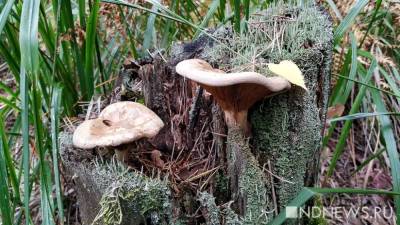 Датские ученые вырастили грибы из спор, которым 250 лет - newdaynews.ru - Копенгаген