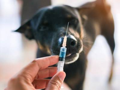В Челябинской области началась вакцинация кошек и собак от COVID-19 - u24.ru - Челябинская обл.