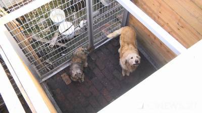 Муниципалитетам разрешат строить приюты для безнадзорных животных - newdaynews.ru - Свердловская обл.