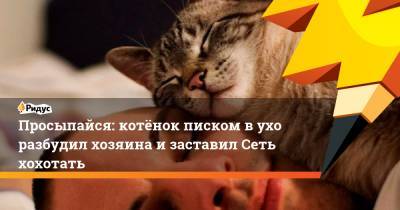 Просыпайся: котёнок писком в ухо разбудил хозяина и заставил Сеть хохотать - ridus.ru