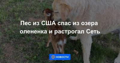 Пес из США спас из озера олененка и растрогал Сеть - news.mail.ru