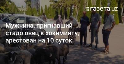 Мужчина, пригнавший стадо овец к хокимияту, арестован на 10 суток - gazeta.uz - Узбекистан - Наманганская обл. - Пресс-Служба
