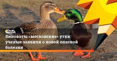 Виноваты «московские» утки: ученые заявили о новой опасной болезни - ridus.ru - Россия - Китай