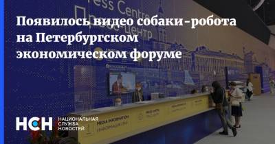 Появилось видео собаки-робота на Петербургском экономическом форуме - nsn.fm - Россия - Санкт-Петербург - Китай
