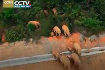 Слоны сбежали из заповедника и оставили после себя 500 километров разрушений - lenta.ru - Китай