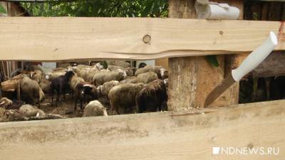 На Ямал приедут овцы и попробуют размножаться - newdaynews.ru - Тюмень