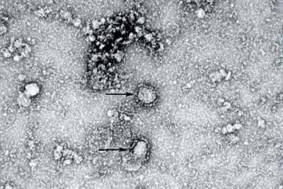 Индия - Т.П.Лахан - Новый штамм коронавируса появился в Индии - vm.ru - Мумбаи - Ратнагири