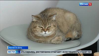 В Обливском районе Ростовской области у домашней кошки выявили бешенство - dontr.ru - Ростовская обл.