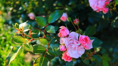 Советы цветоводу: что делать с розой, если она почернела - mir24.tv
