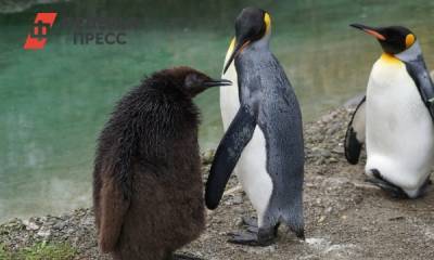 В американском зоопарке пожилому пингвину с артритом сшили ботинки - fedpress.ru - Сент-Луис