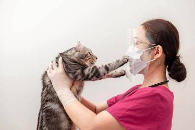 Коронавирус у кошек: лечение, симптомы, опасность для человека - skuke.net