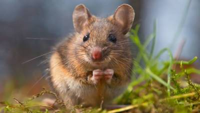В Австралии из-за нашествия мышей закрыли тюрьму - gazeta.ru - Австралия - Веллингтон
