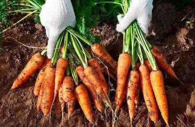 Минсельхоз Узбекистана обещает скорое снижение цен на морковь - eadaily.com - Казахстан - Узбекистан