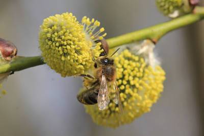 Пыльца может усиливать распространение COVID-19, — исследование - hubs.ua - Кипр - Никосия