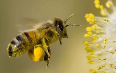 Ученые выяснили, как пыльца растений может усиливать распространение COVID-19 - enovosty.com - Кипр - Никосия