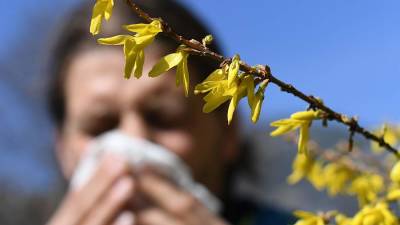 Ученые рассказали о влиянии пыльцы на распространение коронавируса - iz.ru - Израиль - Кипр - Никосия