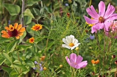 Учёные нашли связь между цветением растений и распространением коронавируса - pnp.ru - Царьград - Кипр - Никосия