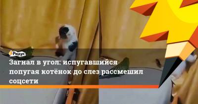 Загнал в угол: испугавшийся попугая котёнок до слез рассмешил соцсети - ridus.ru