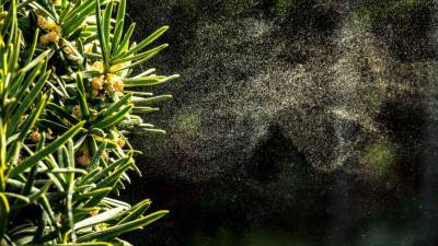 Ученые выявили способность пыльцы ускорять распространение коронавируса - mir24.tv - Кипр - Никосия