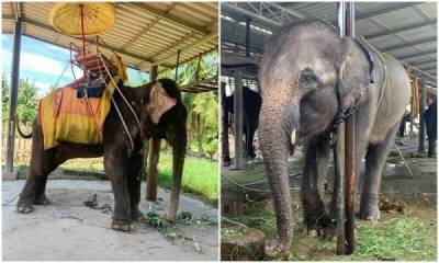 Туристов шокировало состояние слонов в тайских парках - skuke.net - Таиланд