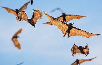 В Индии обнаружили новый опасный вирус у летучих мышей - charter97.org - Белоруссия - Пуна - India - штат Западная Бенгалия