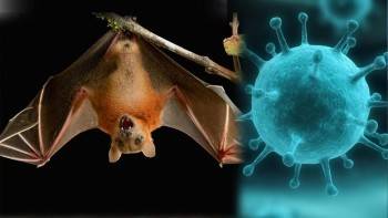 В Индии обнаружен вирус, который переносят летучие мыши, и он неизлечим - vologda-poisk.ru - Индия