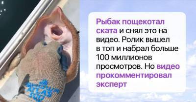 Рыбак пощекотал ската и снял его улыбку на видео, но эксперт поднял на ноги весь Интернет - skuke.net