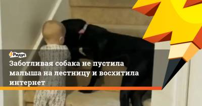 Заботливая собака не пустила малыша на лестницу и восхитила интернет - ridus.ru