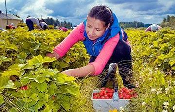 В Польшу сезонных рабочих будут заманивать большими зарплатами - charter97.org - Белоруссия - Финляндия - Польша