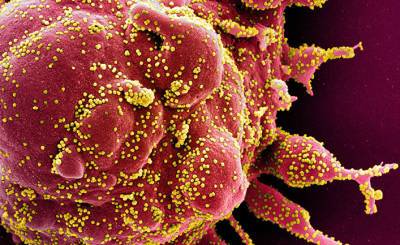 Симптомы лямбда-штамма коронавируса: сколько случаев заражения новым вариантом было выявлено в Соединенном Королевстве? (Daily Express, Великобритания) - inosmi.ru - Англия