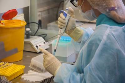 Диагностируют ли индийский штамм коронавируса по тесту ПЦР в Новосибирске рассказал ученый - novos.mk.ru - Новосибирск