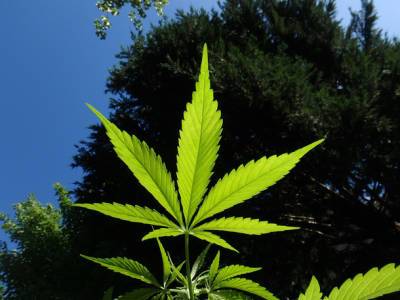 Наркотический Израиль: в стране обнаружили 1.5 млн любителей марихуаны - nashe.orbita.co.il - Израиль