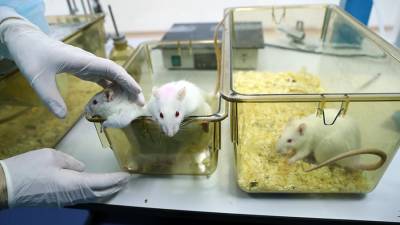 Юсеф Хесуани - В РФ начался эксперимент по пересадке «космической» костной ткани крысам - iz.ru - Россия - Израиль