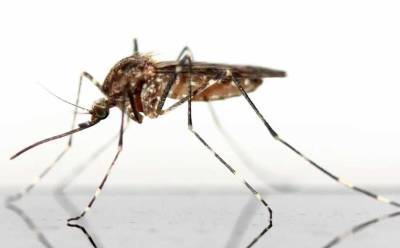 Ученые в США вывели новый вид комаров с геном смерти, который истребит опасных инфицированных сородичей - actualnews.org - Англия - штат Флорида