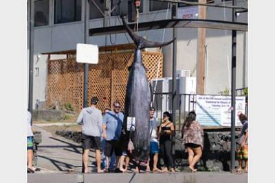 Рыбаки поймали редчайшего атлантического голубого марлина весом полтонны - lenta.ru - штат Гавайи