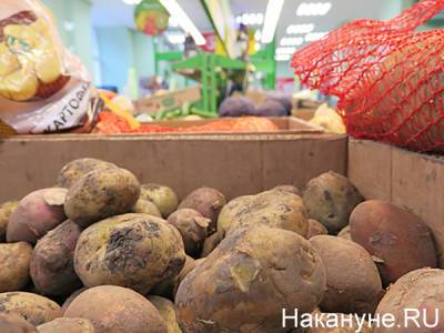 Путин - Путин объяснил, почему картошка в России дороже бананов из Эквадора - nakanune.ru - Россия - Эквадор - Липецк