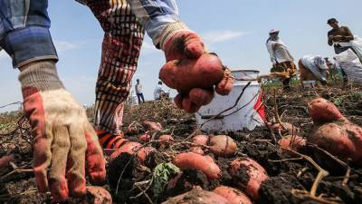 В Минсельхозе связали рост цен на овощи с сезонными факторами - iz.ru - Израиль - Пресс-Служба