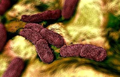 Ученые обнаружили бактерии возрастом 5 000 лет - старейший из когда-либо виденных штаммов чумы - unn.com.ua - Украина - Германия - Киев - Латвия