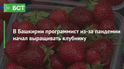 В Башкирии программист из-за пандемии начал выращивать клубнику - bash.news - Китай - республика Башкирия