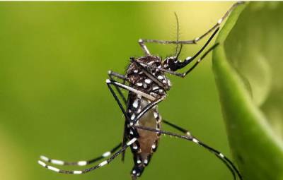 Опасных экзотических комаров обнаружили на юге России - govoritmoskva.ru - Россия - республика Крым - Новороссийск