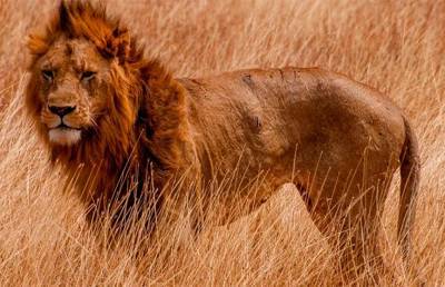Лев с положительным тестом на COVID-19 умер в индийском зоопарке - ont.by - India - штат Тамилнад