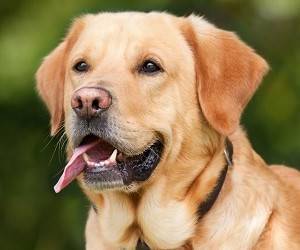 Собаки обнаруживают коронавирус лучше и быстрее, чем тест-системы - goodnews.ua - Франция