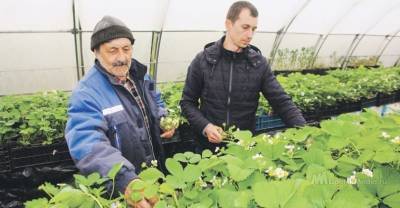 Липецкие фермеры рассказали, как вырастить землянику из пробирки - lipetskmedia.ru