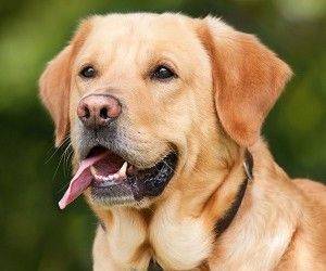 Собаки обнаруживают коронавирус лучше и быстрее, чем тест-системы - skuke.net - Франция