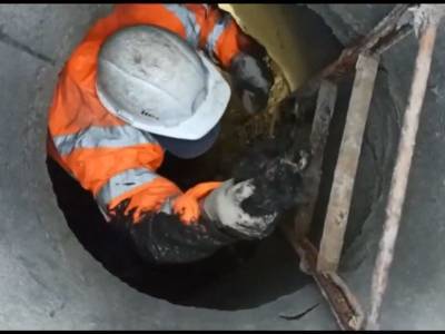 Робот «Мосводостока» вытолкал котенка из подземной трубы, чтобы люди его спасли - bloknot.ru - Москва