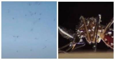 Юг России подвергся нападению азиатских тигровых комаров - skuke.net - Россия - Франция - Италия - Германия - Испания - Швейцария - Греция - Бельгия