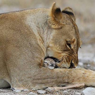 В зоопарке в Индии львица по кличке Нила стала жертвой коронавируса - radiomayak.ru - Хайдарабад