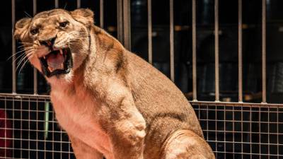 В Индии львица в зоопарке умерла с положительным тестом на коронавирус - gazeta.ru